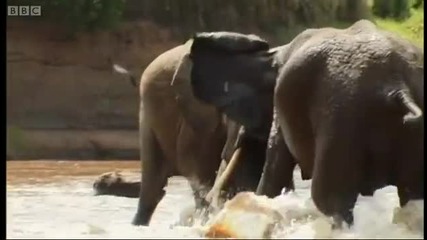Битка между малки слончета