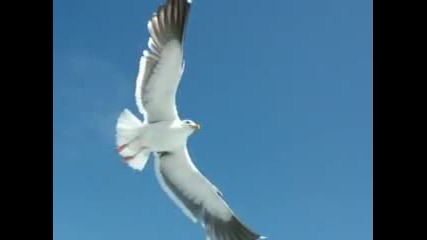 Jonathan Livingstone Seagull - Day in a life 
