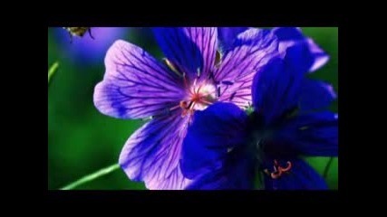 Празник На Цветята - Щурците