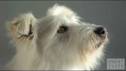 Epic Slow Motion Dog Food Commercial