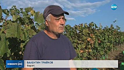 Производителите на грозде се оплакват от слаба реколта заради дъждовете
