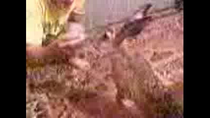 Bocu porasna