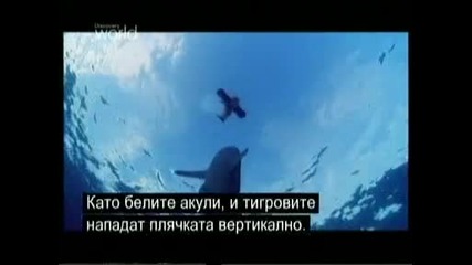 акули нападат изкуствени хора 