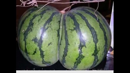 very very funny pics 2