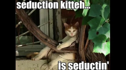 Very Funny Cats 80 