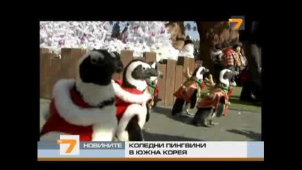 Коледни пингвини в Южна Корея - Видео новини - Tv7