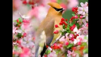 Richard Clayderman - Les Fleurs Sauvages