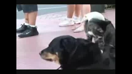 Куче, Котка И Плъх