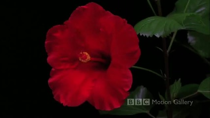 В пълен разцвет - Hd 1080p 