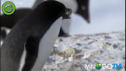 Пингвини крадци