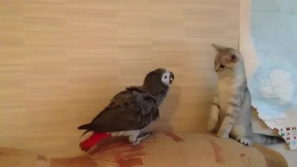 Коте и папагал в битка за дивана