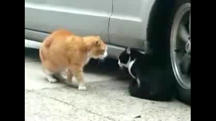Cat Betrayed His Girlfriend 
