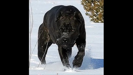 Top 2 Guard_assult Dogs In The World(cane corso and bandog)