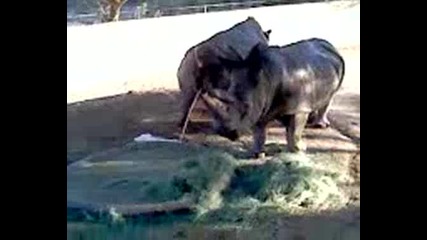Отмъщението на носорога