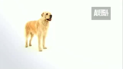 Dogs 101 - Labradoodle