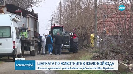 Започна унищожаването на заразените с шарка животни