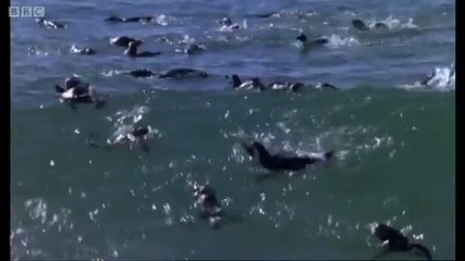 African Penguins go hunting - Mountain of the Sea - Bbc 