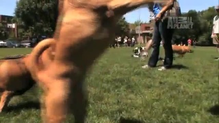 Dogs 101 - Puggle 