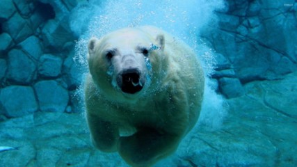 24 фактa за полярните мечки