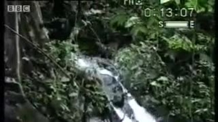 шимпанзетата - Bbc Wildlife 