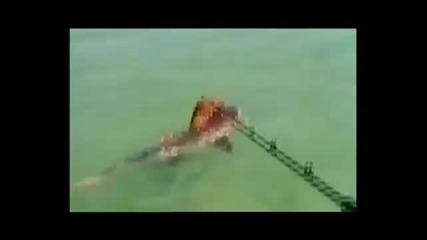 Куче срещу акула!!!
