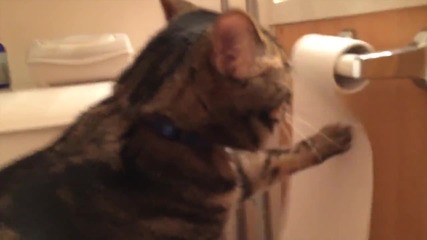 Котките обичат тоалетната хартия ! ;д