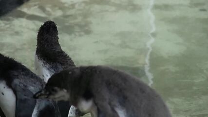 ПЪРВО ГМУРКАНЕ: 11 бебета пингвинчета плуват в басейн в Лондон