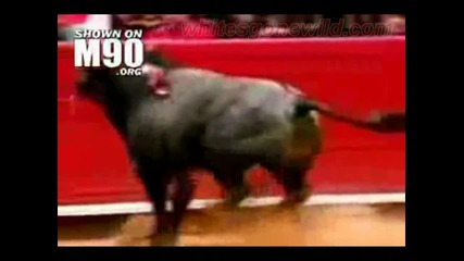 Animals Attack 