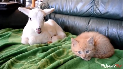 Първи срещи на котки със други животни