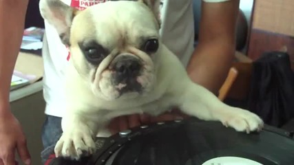 Куче Dj 