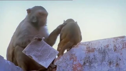 Monkey Thieves - Playground Raid