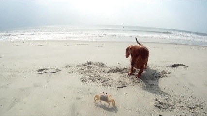 Кучето си играе на плажа с голям морски рак