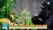 Най-възрастната горила в света стана на 67 г.