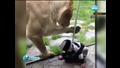 Най-гледаният kлип в Интернет - Лъв се опитва да хване бебе