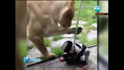 Най-гледаният kлип в Интернет - Лъв се опитва да хване бебе