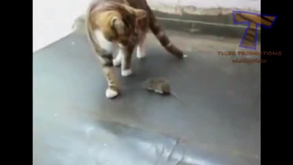 Котки се плашат от мишки И птици