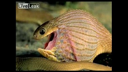 Змия Поглъща Огромно Яйце
