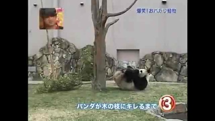 Панда атакува клон 