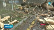 Над 100 сигнала за паднали клони, дървета и ламарини в София