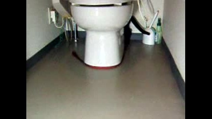 Котка Си Гони Каишката