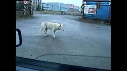 Куче танцува - смях 