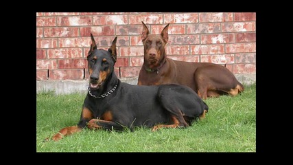 Dobermana - Sam