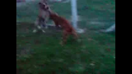 PItbull - boy2