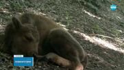 3 новородени зубърчета в Източните Родопи