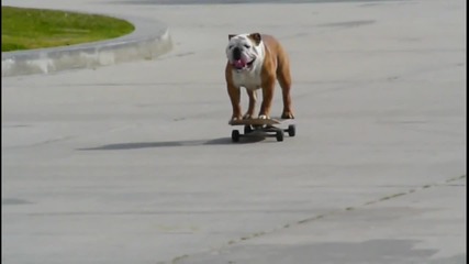 Най- доброто куче на скейтборд