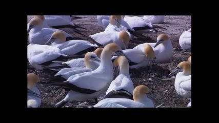 Дивата Природа