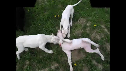 Dogo argentino