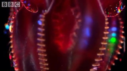 Fangtooth in the Abyss - Blue Planet - Bbc wildlife 