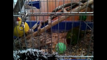Папагали- червеночели какарики