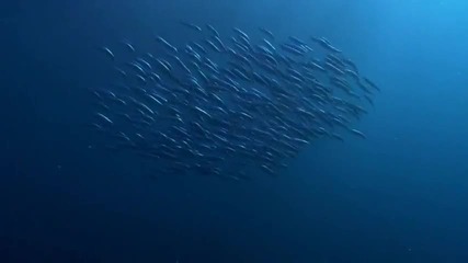 Невероятната природа - Wild Ocean [hd]